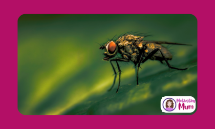 Getting Flies to buzz off in Summer